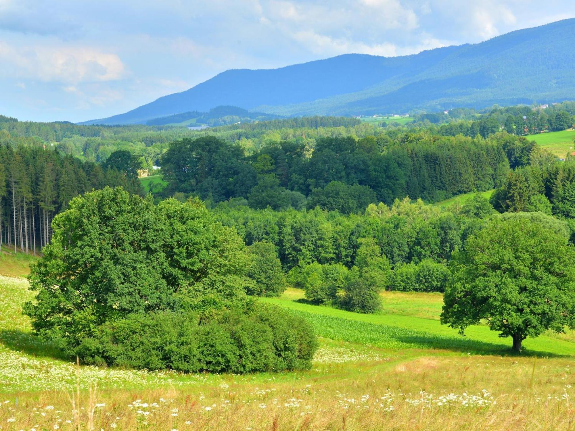 Comfort Apartment With Balcony In The Beautiful Bavarian Forest Drachselsried Εξωτερικό φωτογραφία